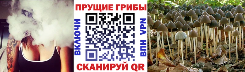 Галлюциногенные грибы Psilocybine cubensis Мантурово